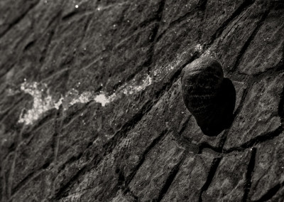 A faltering snail - 0,005