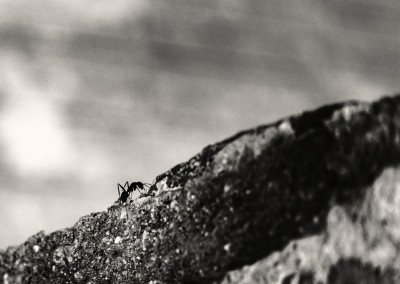 Climbing ant - 0,1
